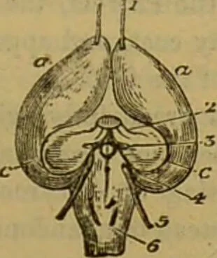An illustration from A natural history of the animal kingdom : being a systematic and popular description of the habits, structure, and classification of animals, from the lowest to the highest forms. Arranged according to their organisation / by W. S. Dallas., 1860, leaf 433