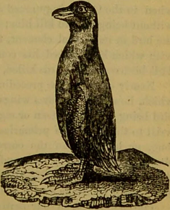 An illustration from A natural history of the animal kingdom : being a systematic and popular description of the habits, structure, and classification of animals, from the lowest to the highest forms. Arranged according to their organisation / by W. S. Dallas., 1860, leaf 437