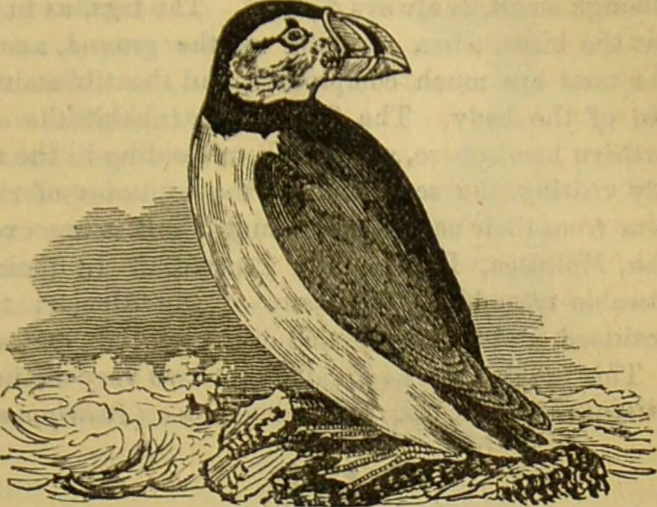 An illustration from A natural history of the animal kingdom : being a systematic and popular description of the habits, structure, and classification of animals, from the lowest to the highest forms. Arranged according to their organisation / by W. S. Dallas., 1860, leaf 439