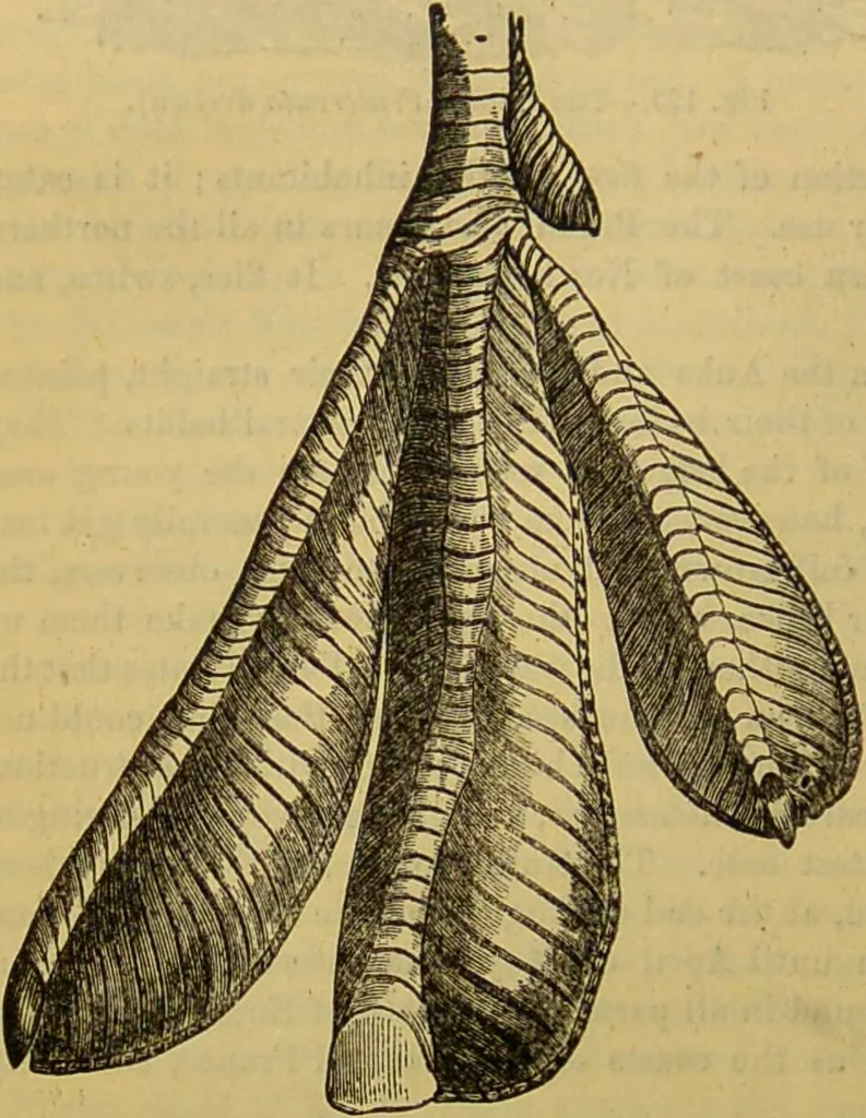 An illustration from A natural history of the animal kingdom : being a systematic and popular description of the habits, structure, and classification of animals, from the lowest to the highest forms. Arranged according to their organisation / by W. S. Dallas., 1860, leaf 440