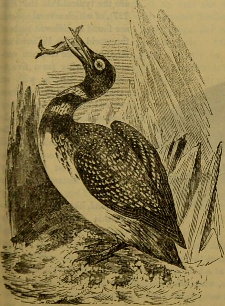 An illustration from A natural history of the animal kingdom : being a systematic and popular description of the habits, structure, and classification of animals, from the lowest to the highest forms. Arranged according to their organisation / by W. S. Dallas., 1860, leaf 441