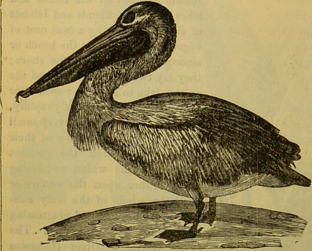 An illustration from A natural history of the animal kingdom : being a systematic and popular description of the habits, structure, and classification of animals, from the lowest to the highest forms. Arranged according to their organisation / by W. S. Dallas., 1860, leaf 442