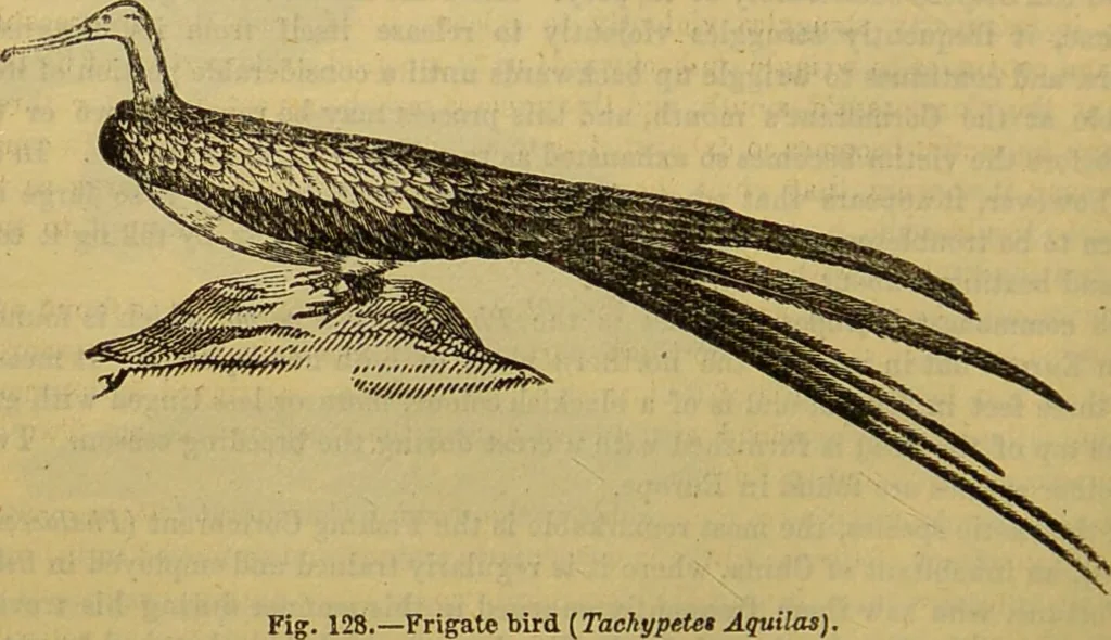 An illustration from A natural history of the animal kingdom : being a systematic and popular description of the habits, structure, and classification of animals, from the lowest to the highest forms. Arranged according to their organisation / by W. S. Dallas., 1860, leaf 444