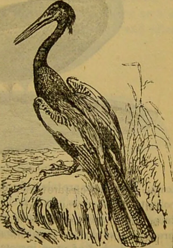 An illustration from A natural history of the animal kingdom : being a systematic and popular description of the habits, structure, and classification of animals, from the lowest to the highest forms. Arranged according to their organisation / by W. S. Dallas., 1860, leaf 445