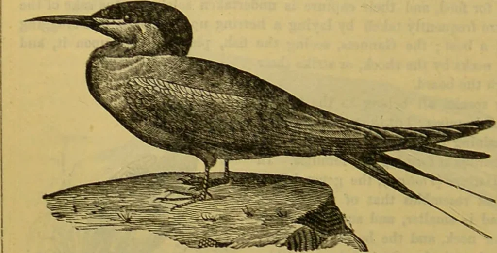 An illustration from A natural history of the animal kingdom : being a systematic and popular description of the habits, structure, and classification of animals, from the lowest to the highest forms. Arranged according to their organisation / by W. S. Dallas., 1860, leaf 446