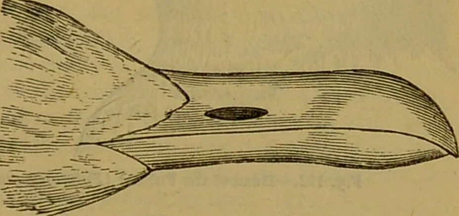 An illustration from A natural history of the animal kingdom : being a systematic and popular description of the habits, structure, and classification of animals, from the lowest to the highest forms. Arranged according to their organisation / by W. S. Dallas., 1860, leaf 447
