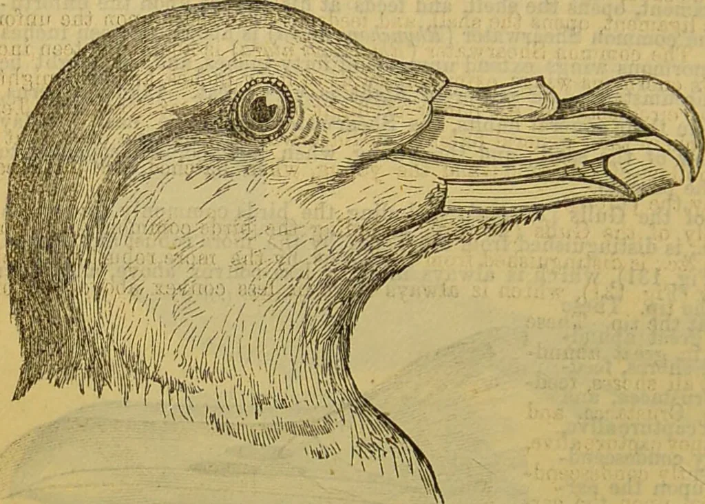 An illustration from A natural history of the animal kingdom : being a systematic and popular description of the habits, structure, and classification of animals, from the lowest to the highest forms. Arranged according to their organisation / by W. S. Dallas., 1860, leaf 448