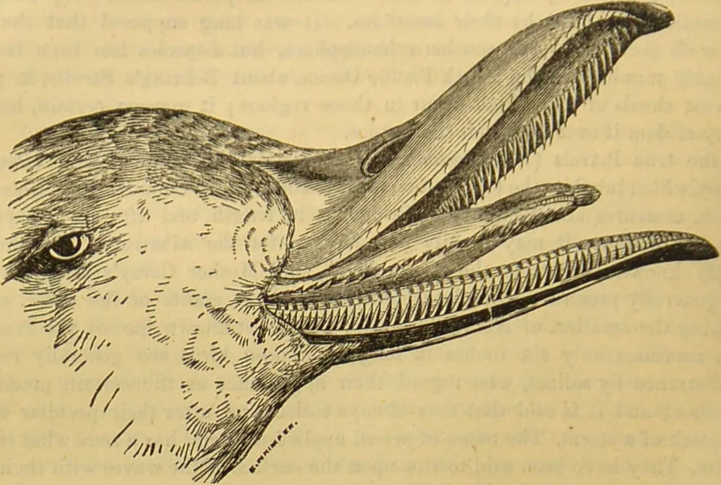An illustration from A natural history of the animal kingdom : being a systematic and popular description of the habits, structure, and classification of animals, from the lowest to the highest forms. Arranged according to their organisation / by W. S. Dallas., 1860, leaf 450