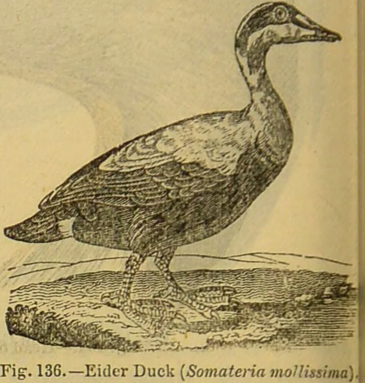 An illustration from A natural history of the animal kingdom : being a systematic and popular description of the habits, structure, and classification of animals, from the lowest to the highest forms. Arranged according to their organisation / by W. S. Dallas., 1860, leaf 452