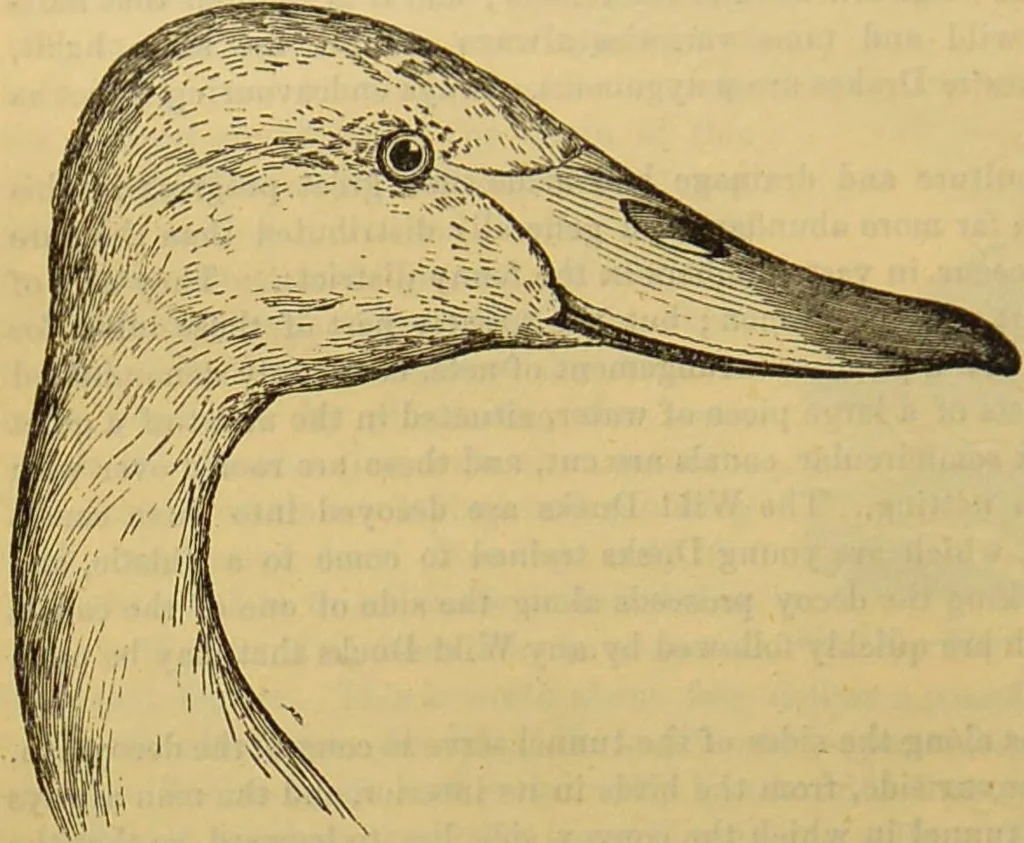 An illustration from A natural history of the animal kingdom : being a systematic and popular description of the habits, structure, and classification of animals, from the lowest to the highest forms. Arranged according to their organisation / by W. S. Dallas., 1860, leaf 454