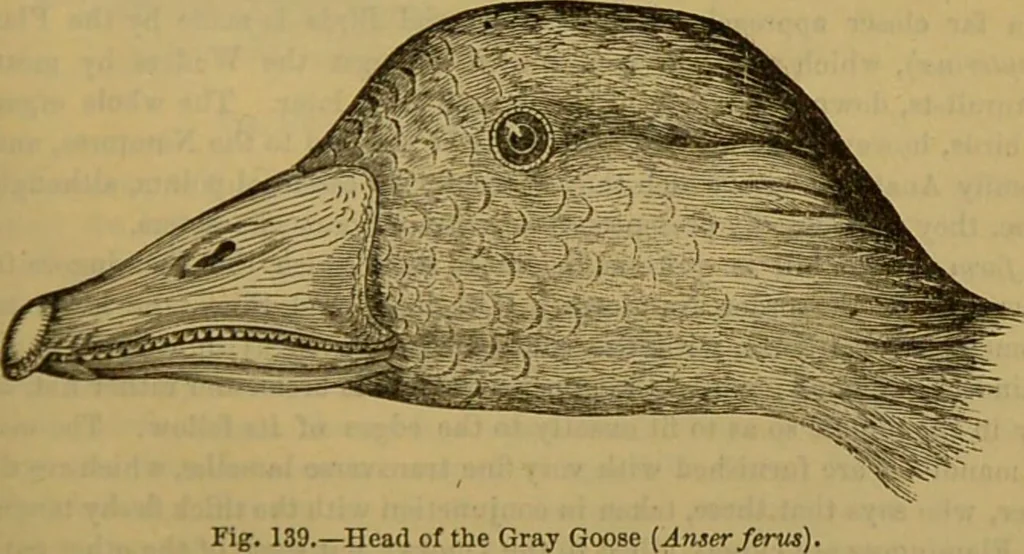 An illustration from A natural history of the animal kingdom : being a systematic and popular description of the habits, structure, and classification of animals, from the lowest to the highest forms. Arranged according to their organisation / by W. S. Dallas., 1860, leaf 455