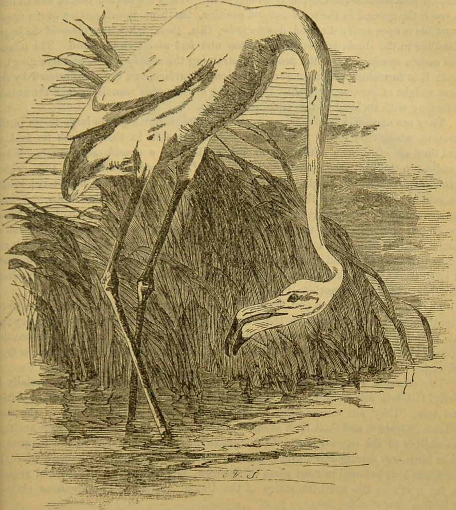 An illustration from A natural history of the animal kingdom : being a systematic and popular description of the habits, structure, and classification of animals, from the lowest to the highest forms. Arranged according to their organisation / by W. S. Dallas., 1860, leaf 457