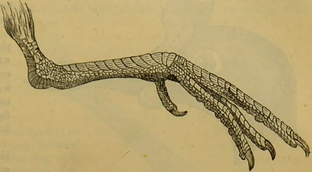 An illustration from A natural history of the animal kingdom : being a systematic and popular description of the habits, structure, and classification of animals, from the lowest to the highest forms. Arranged according to their organisation / by W. S. Dallas., 1860, leaf 459
