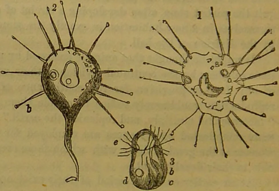 An illustration from A natural history of the animal kingdom : being a systematic and popular description of the habits, structure, and classification of animals, from the lowest to the highest forms. Arranged according to their organisation / by W. S. Dallas., 1860, leaf 46