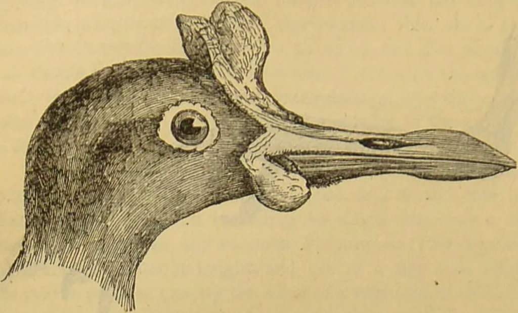 An illustration from A natural history of the animal kingdom : being a systematic and popular description of the habits, structure, and classification of animals, from the lowest to the highest forms. Arranged according to their organisation / by W. S. Dallas., 1860, leaf 460