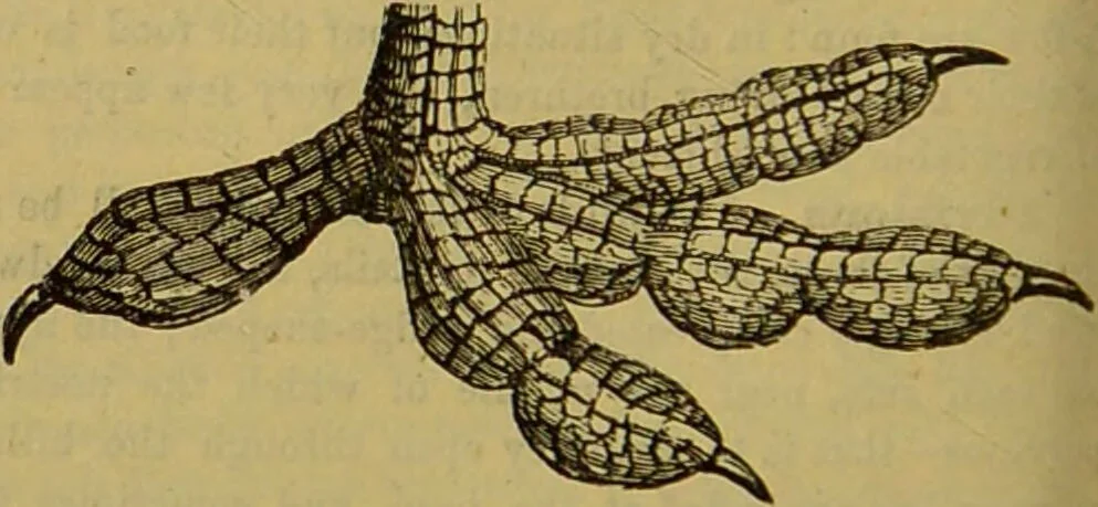 An illustration from A natural history of the animal kingdom : being a systematic and popular description of the habits, structure, and classification of animals, from the lowest to the highest forms. Arranged according to their organisation / by W. S. Dallas., 1860, leaf 460