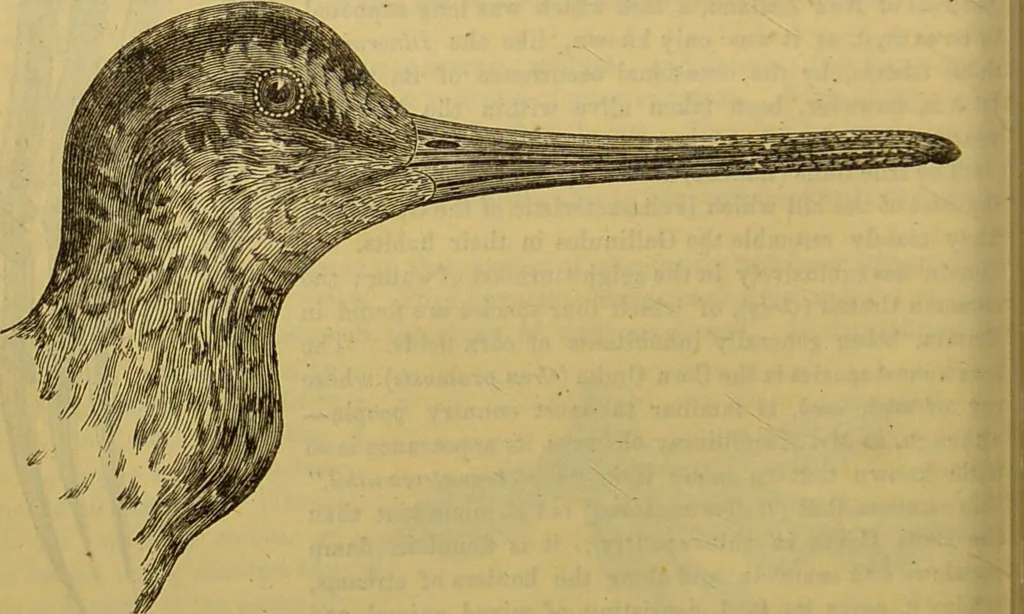 An illustration from A natural history of the animal kingdom : being a systematic and popular description of the habits, structure, and classification of animals, from the lowest to the highest forms. Arranged according to their organisation / by W. S. Dallas., 1860, leaf 462