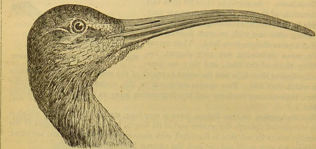An illustration from A natural history of the animal kingdom : being a systematic and popular description of the habits, structure, and classification of animals, from the lowest to the highest forms. Arranged according to their organisation / by W. S. Dallas., 1860, leaf 464