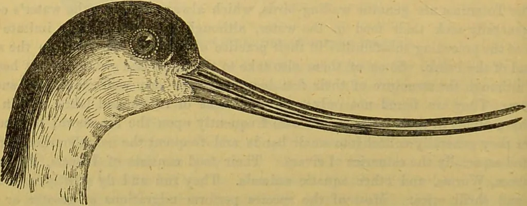 An illustration from A natural history of the animal kingdom : being a systematic and popular description of the habits, structure, and classification of animals, from the lowest to the highest forms. Arranged according to their organisation / by W. S. Dallas., 1860, leaf 466