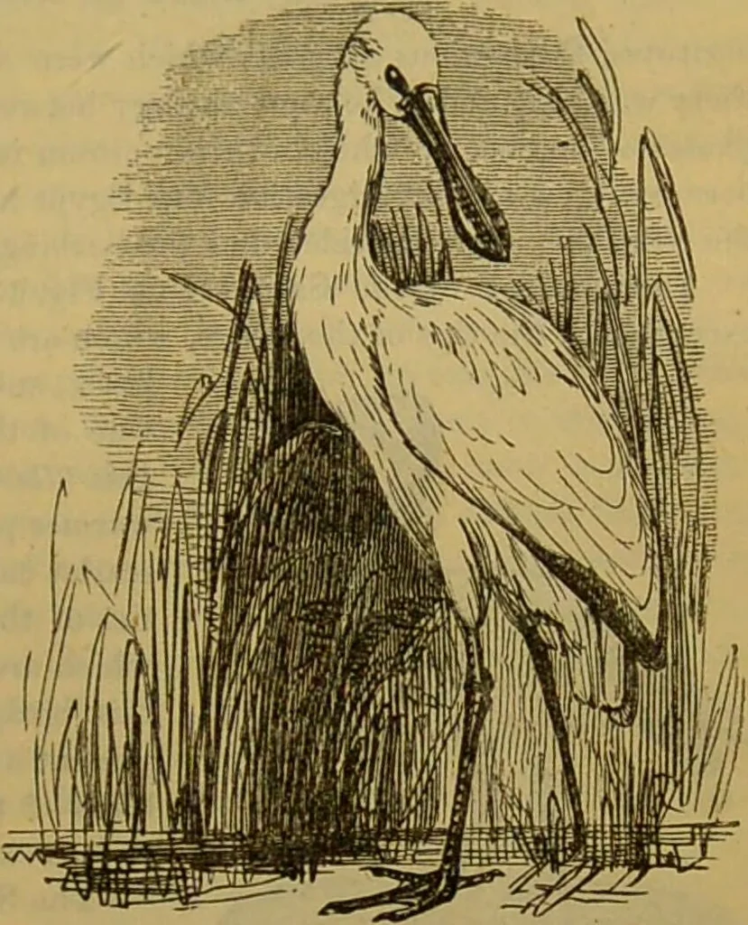 An illustration from A natural history of the animal kingdom : being a systematic and popular description of the habits, structure, and classification of animals, from the lowest to the highest forms. Arranged according to their organisation / by W. S. Dallas., 1860, leaf 467
