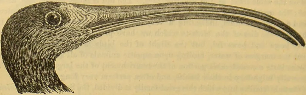An illustration from A natural history of the animal kingdom : being a systematic and popular description of the habits, structure, and classification of animals, from the lowest to the highest forms. Arranged according to their organisation / by W. S. Dallas., 1860, leaf 468