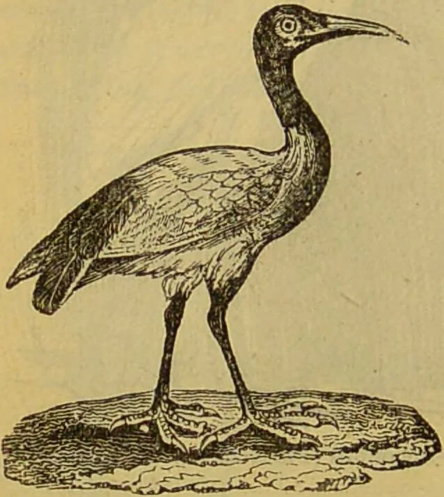 An illustration from A natural history of the animal kingdom : being a systematic and popular description of the habits, structure, and classification of animals, from the lowest to the highest forms. Arranged according to their organisation / by W. S. Dallas., 1860, leaf 468