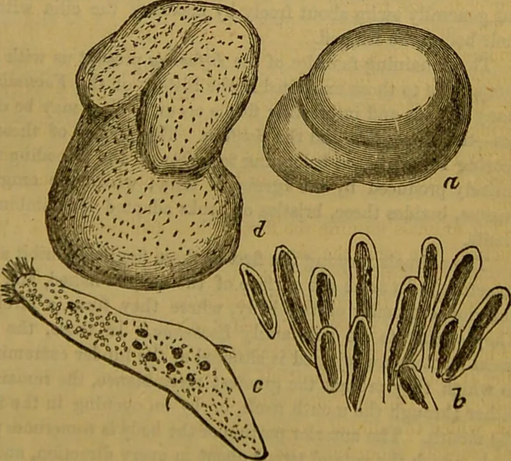 An illustration from A natural history of the animal kingdom : being a systematic and popular description of the habits, structure, and classification of animals, from the lowest to the highest forms. Arranged according to their organisation / by W. S. Dallas., 1860, leaf 47