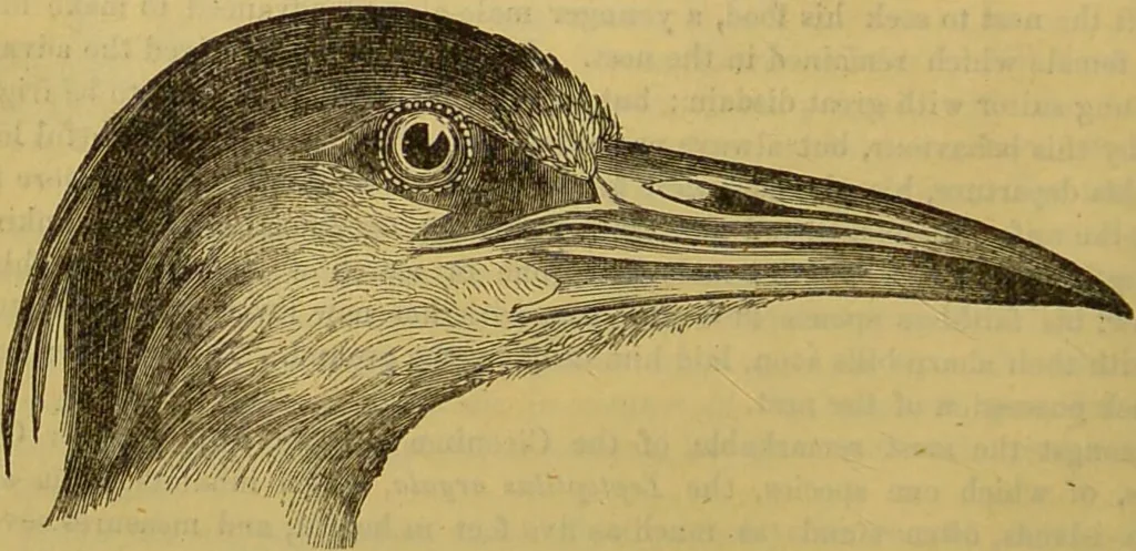 An illustration from A natural history of the animal kingdom : being a systematic and popular description of the habits, structure, and classification of animals, from the lowest to the highest forms. Arranged according to their organisation / by W. S. Dallas., 1860, leaf 470