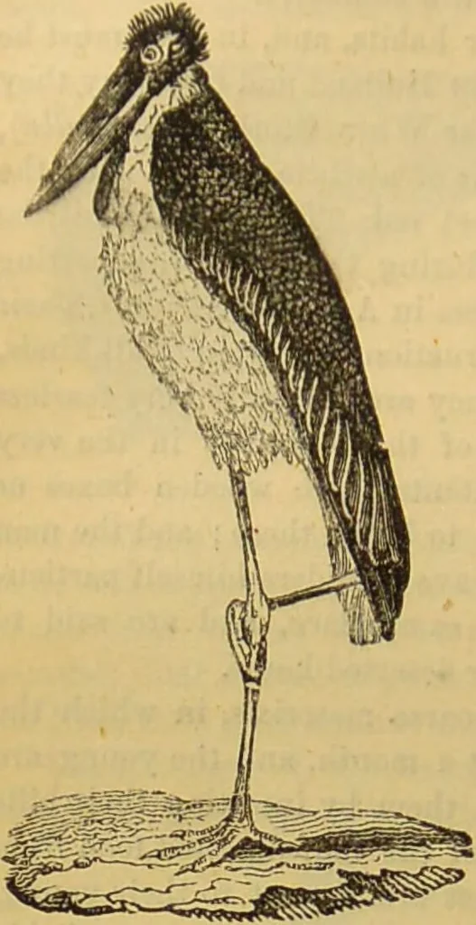 An illustration from A natural history of the animal kingdom : being a systematic and popular description of the habits, structure, and classification of animals, from the lowest to the highest forms. Arranged according to their organisation / by W. S. Dallas., 1860, leaf 470