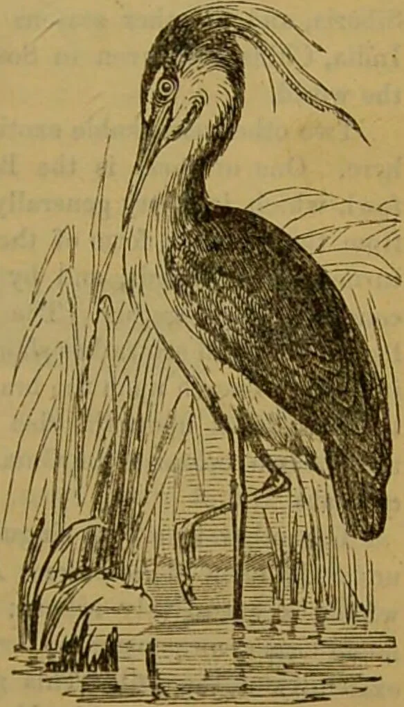 An illustration from A natural history of the animal kingdom : being a systematic and popular description of the habits, structure, and classification of animals, from the lowest to the highest forms. Arranged according to their organisation / by W. S. Dallas., 1860, leaf 471