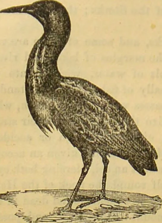 An illustration from A natural history of the animal kingdom : being a systematic and popular description of the habits, structure, and classification of animals, from the lowest to the highest forms. Arranged according to their organisation / by W. S. Dallas., 1860, leaf 472