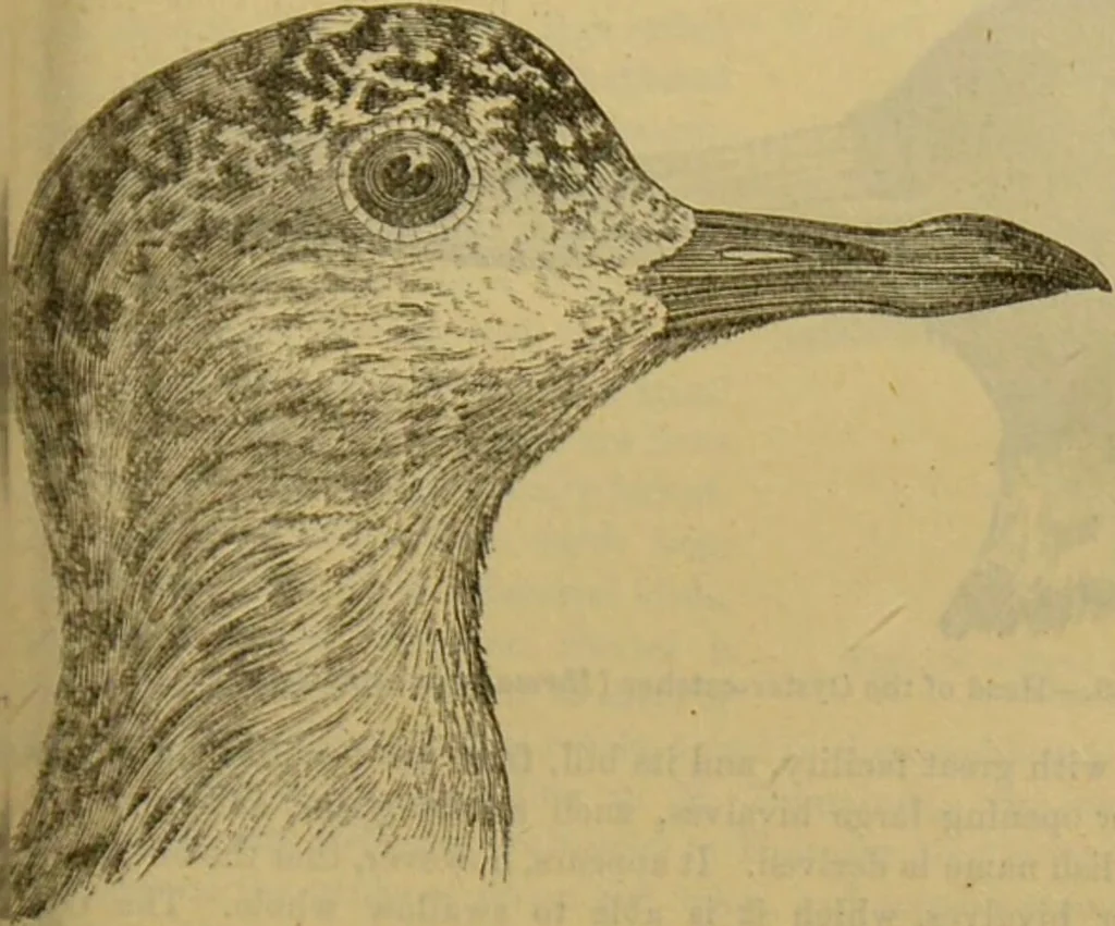 An illustration from A natural history of the animal kingdom : being a systematic and popular description of the habits, structure, and classification of animals, from the lowest to the highest forms. Arranged according to their organisation / by W. S. Dallas., 1860, leaf 473