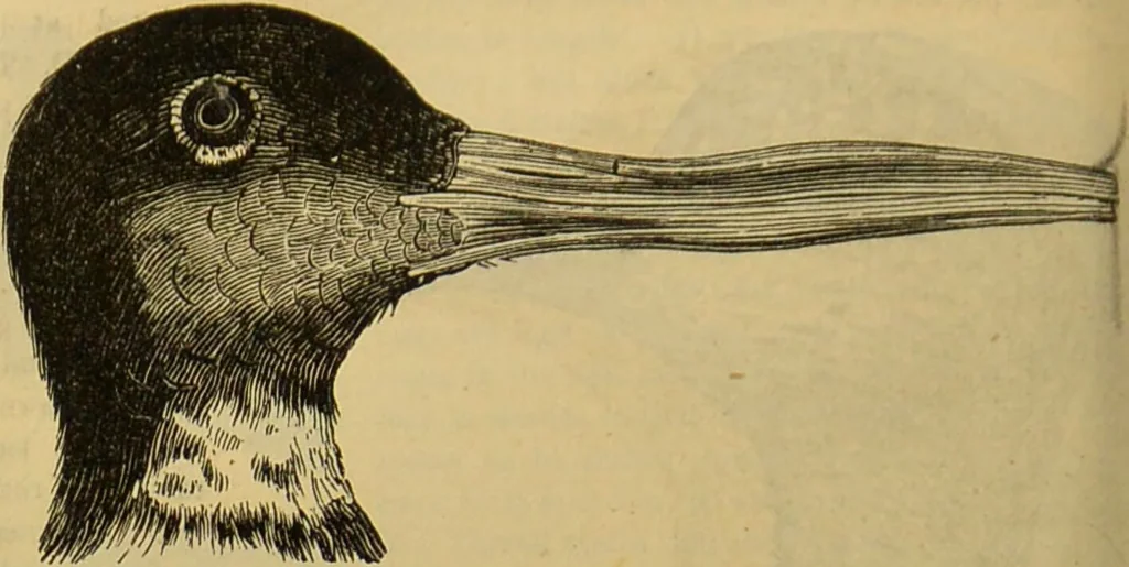 An illustration from A natural history of the animal kingdom : being a systematic and popular description of the habits, structure, and classification of animals, from the lowest to the highest forms. Arranged according to their organisation / by W. S. Dallas., 1860, leaf 474