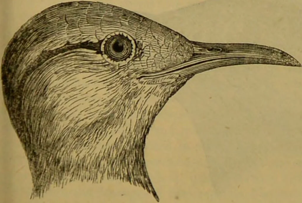 An illustration from A natural history of the animal kingdom : being a systematic and popular description of the habits, structure, and classification of animals, from the lowest to the highest forms. Arranged according to their organisation / by W. S. Dallas., 1860, leaf 475