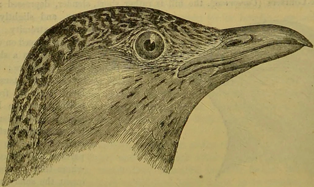 An illustration from A natural history of the animal kingdom : being a systematic and popular description of the habits, structure, and classification of animals, from the lowest to the highest forms. Arranged according to their organisation / by W. S. Dallas., 1860, leaf 476