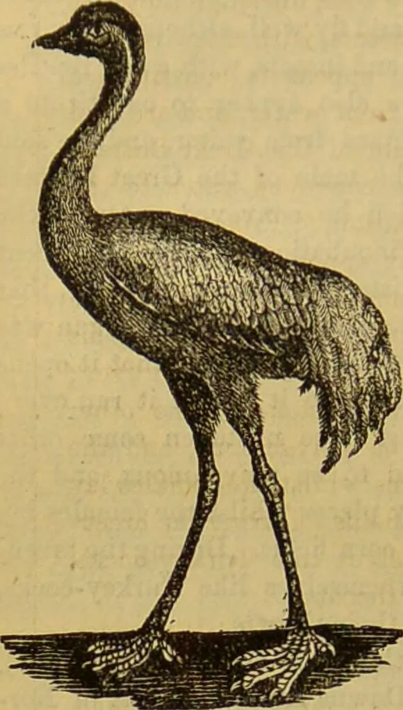 An illustration from A natural history of the animal kingdom : being a systematic and popular description of the habits, structure, and classification of animals, from the lowest to the highest forms. Arranged according to their organisation / by W. S. Dallas., 1860, leaf 478