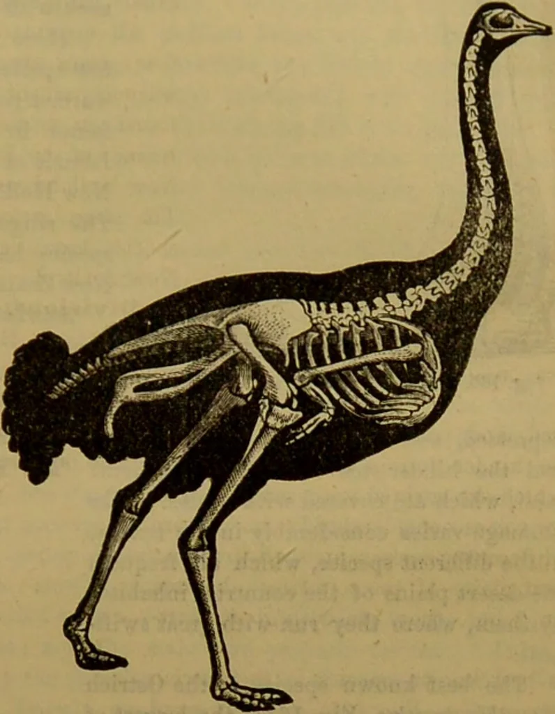An illustration from A natural history of the animal kingdom : being a systematic and popular description of the habits, structure, and classification of animals, from the lowest to the highest forms. Arranged according to their organisation / by W. S. Dallas., 1860, leaf 479