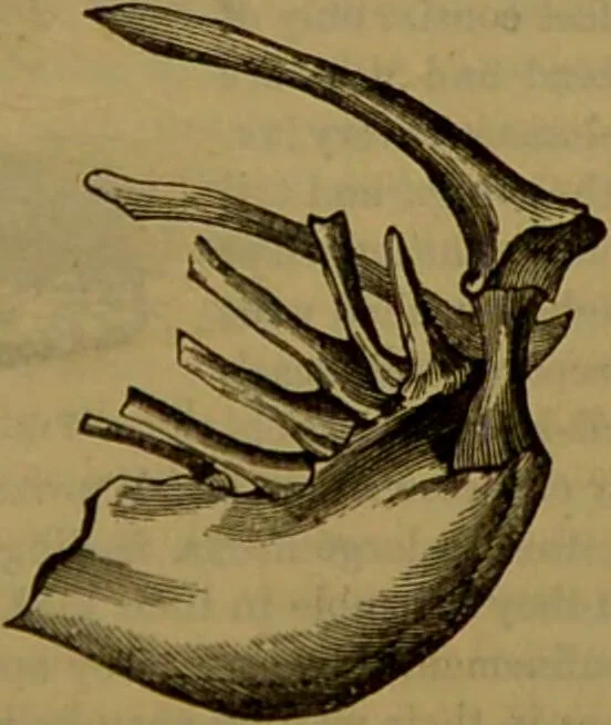 An illustration from A natural history of the animal kingdom : being a systematic and popular description of the habits, structure, and classification of animals, from the lowest to the highest forms. Arranged according to their organisation / by W. S. Dallas., 1860, leaf 479