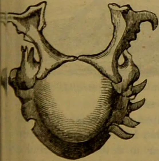 An illustration from A natural history of the animal kingdom : being a systematic and popular description of the habits, structure, and classification of animals, from the lowest to the highest forms. Arranged according to their organisation / by W. S. Dallas., 1860, leaf 479