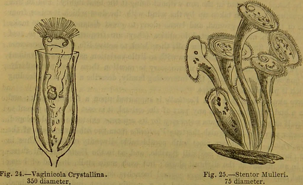An illustration from A natural history of the animal kingdom : being a systematic and popular description of the habits, structure, and classification of animals, from the lowest to the highest forms. Arranged according to their organisation / by W. S. Dallas., 1860, leaf 48