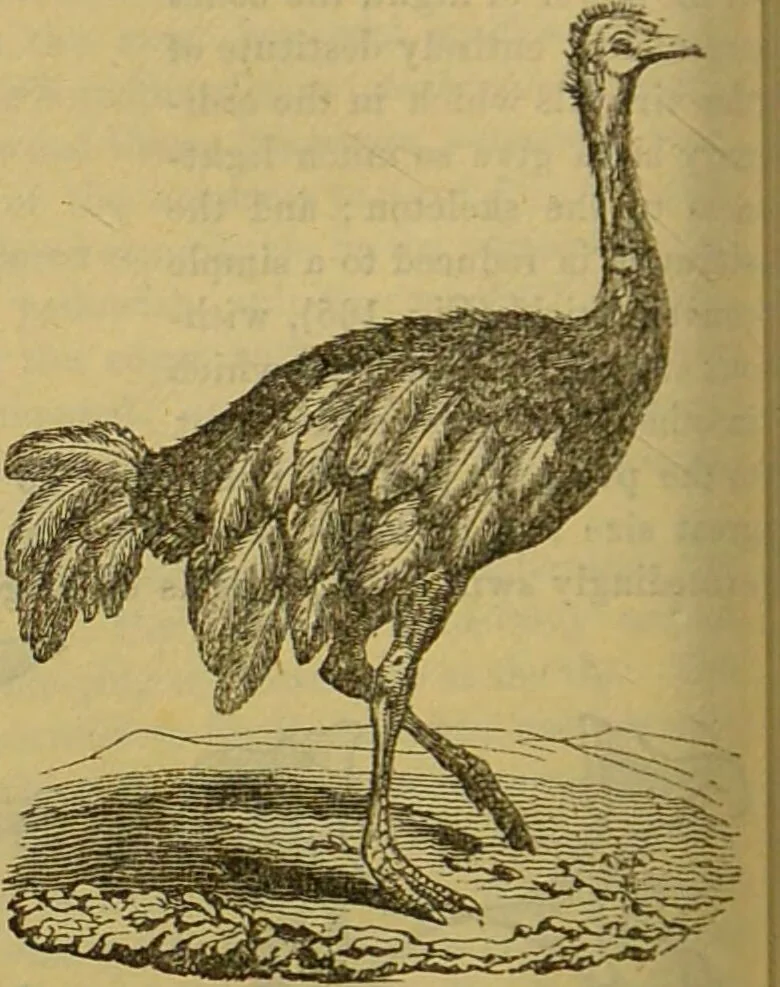 An illustration from A natural history of the animal kingdom : being a systematic and popular description of the habits, structure, and classification of animals, from the lowest to the highest forms. Arranged according to their organisation / by W. S. Dallas., 1860, leaf 480