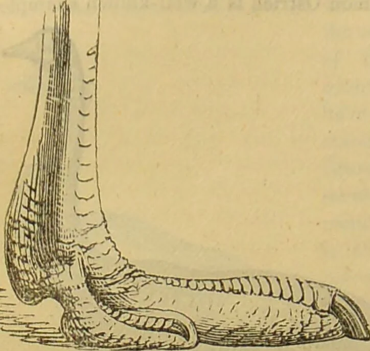 An illustration from A natural history of the animal kingdom : being a systematic and popular description of the habits, structure, and classification of animals, from the lowest to the highest forms. Arranged according to their organisation / by W. S. Dallas., 1860, leaf 480