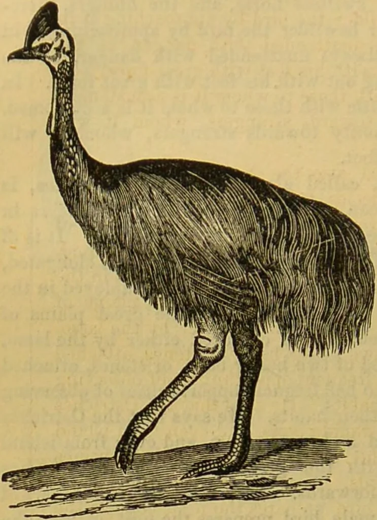 An illustration from A natural history of the animal kingdom : being a systematic and popular description of the habits, structure, and classification of animals, from the lowest to the highest forms. Arranged according to their organisation / by W. S. Dallas., 1860, leaf 482