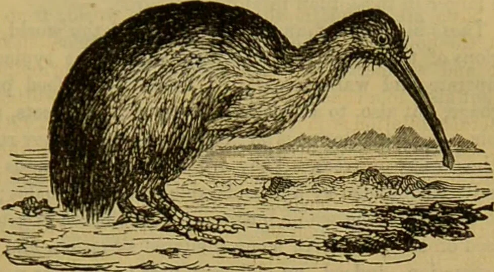 An illustration from A natural history of the animal kingdom : being a systematic and popular description of the habits, structure, and classification of animals, from the lowest to the highest forms. Arranged according to their organisation / by W. S. Dallas., 1860, leaf 483
