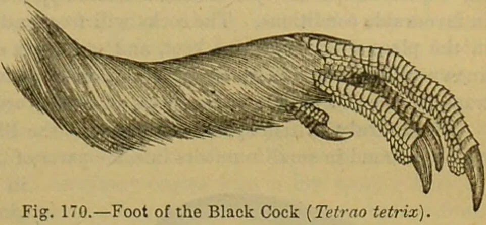 An illustration from A natural history of the animal kingdom : being a systematic and popular description of the habits, structure, and classification of animals, from the lowest to the highest forms. Arranged according to their organisation / by W. S. Dallas., 1860, leaf 485