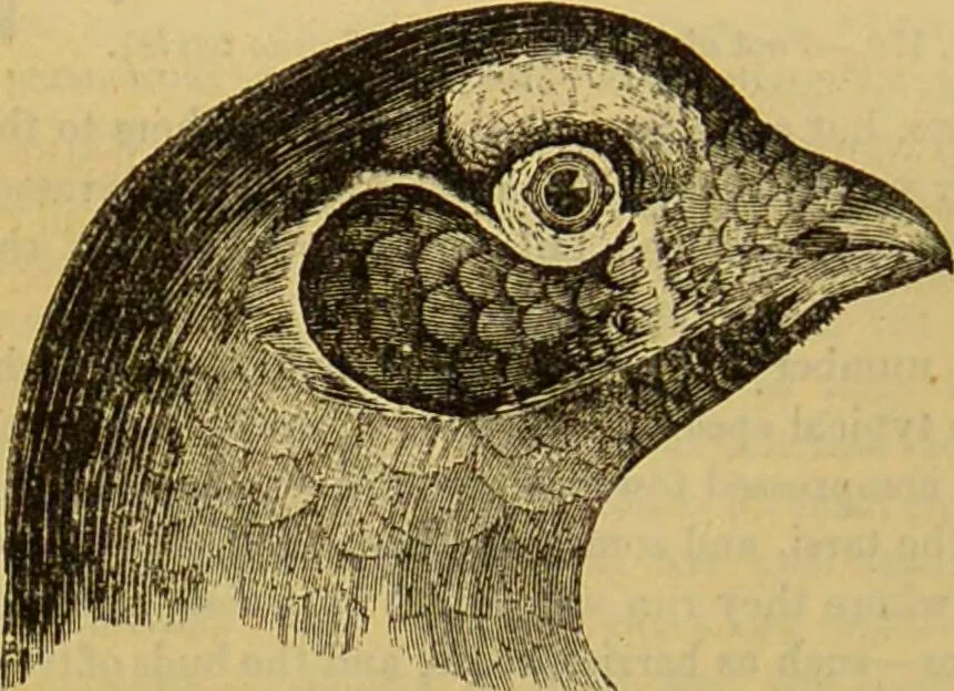 An illustration from A natural history of the animal kingdom : being a systematic and popular description of the habits, structure, and classification of animals, from the lowest to the highest forms. Arranged according to their organisation / by W. S. Dallas., 1860, leaf 486