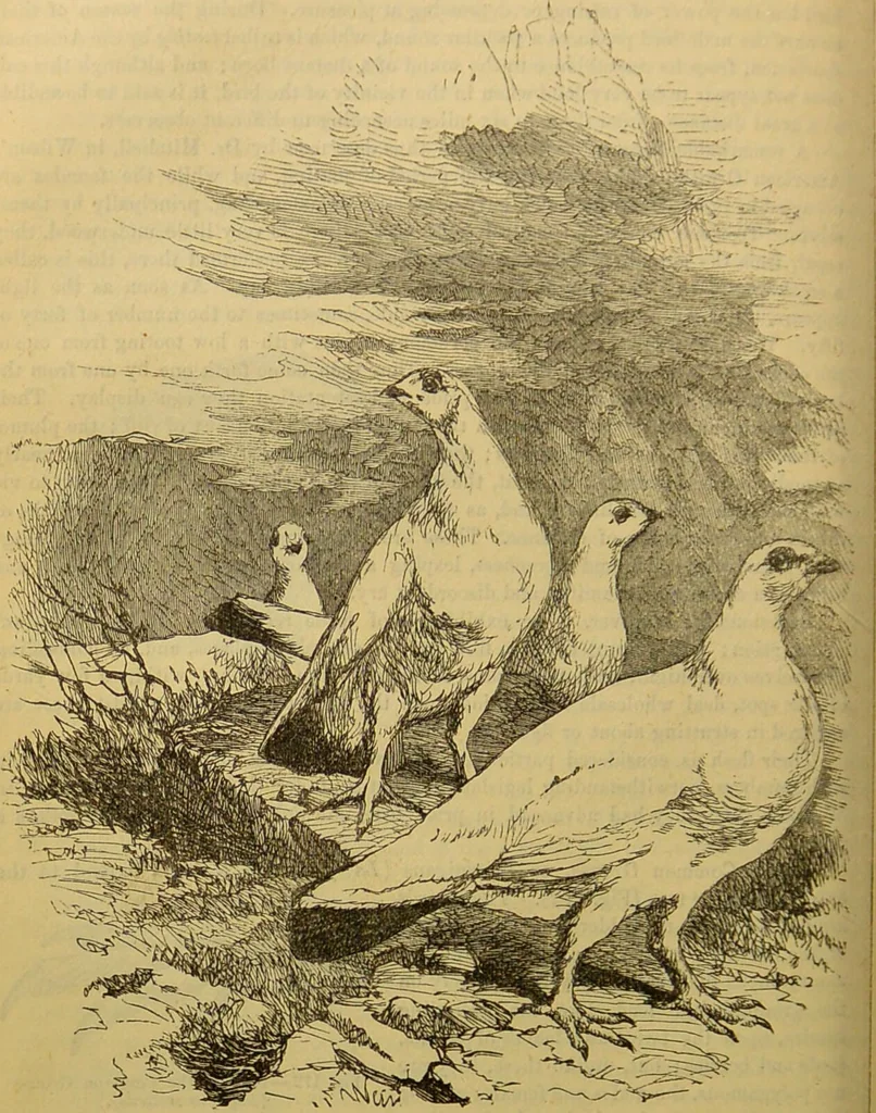 An illustration from A natural history of the animal kingdom : being a systematic and popular description of the habits, structure, and classification of animals, from the lowest to the highest forms. Arranged according to their organisation / by W. S. Dallas., 1860, leaf 488