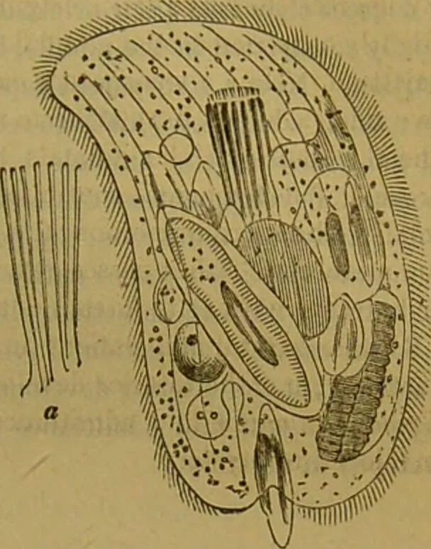 An illustration from A natural history of the animal kingdom : being a systematic and popular description of the habits, structure, and classification of animals, from the lowest to the highest forms. Arranged according to their organisation / by W. S. Dallas., 1860, leaf 49