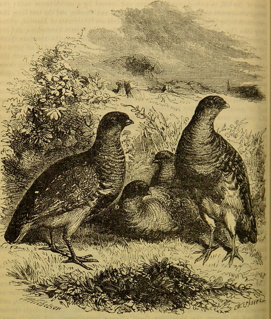 An illustration from A natural history of the animal kingdom : being a systematic and popular description of the habits, structure, and classification of animals, from the lowest to the highest forms. Arranged according to their organisation / by W. S. Dallas., 1860, leaf 490