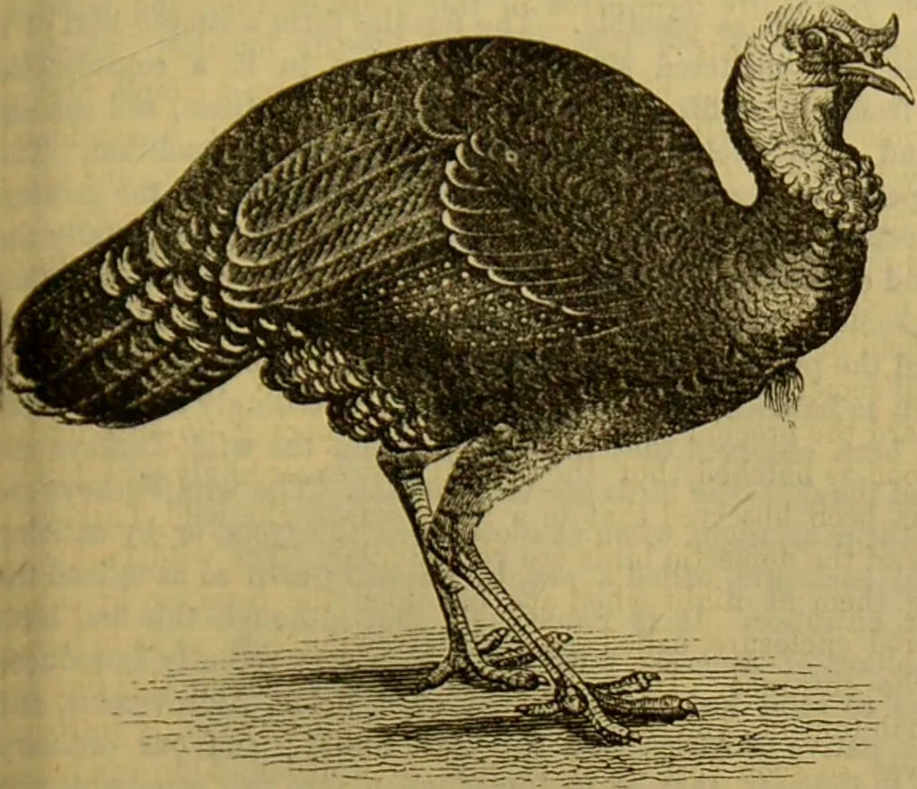 An illustration from A natural history of the animal kingdom : being a systematic and popular description of the habits, structure, and classification of animals, from the lowest to the highest forms. Arranged according to their organisation / by W. S. Dallas., 1860, leaf 493